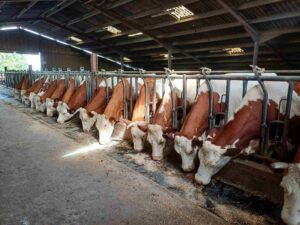 vaches de la ferme berthier dans la stabulation en train de manger