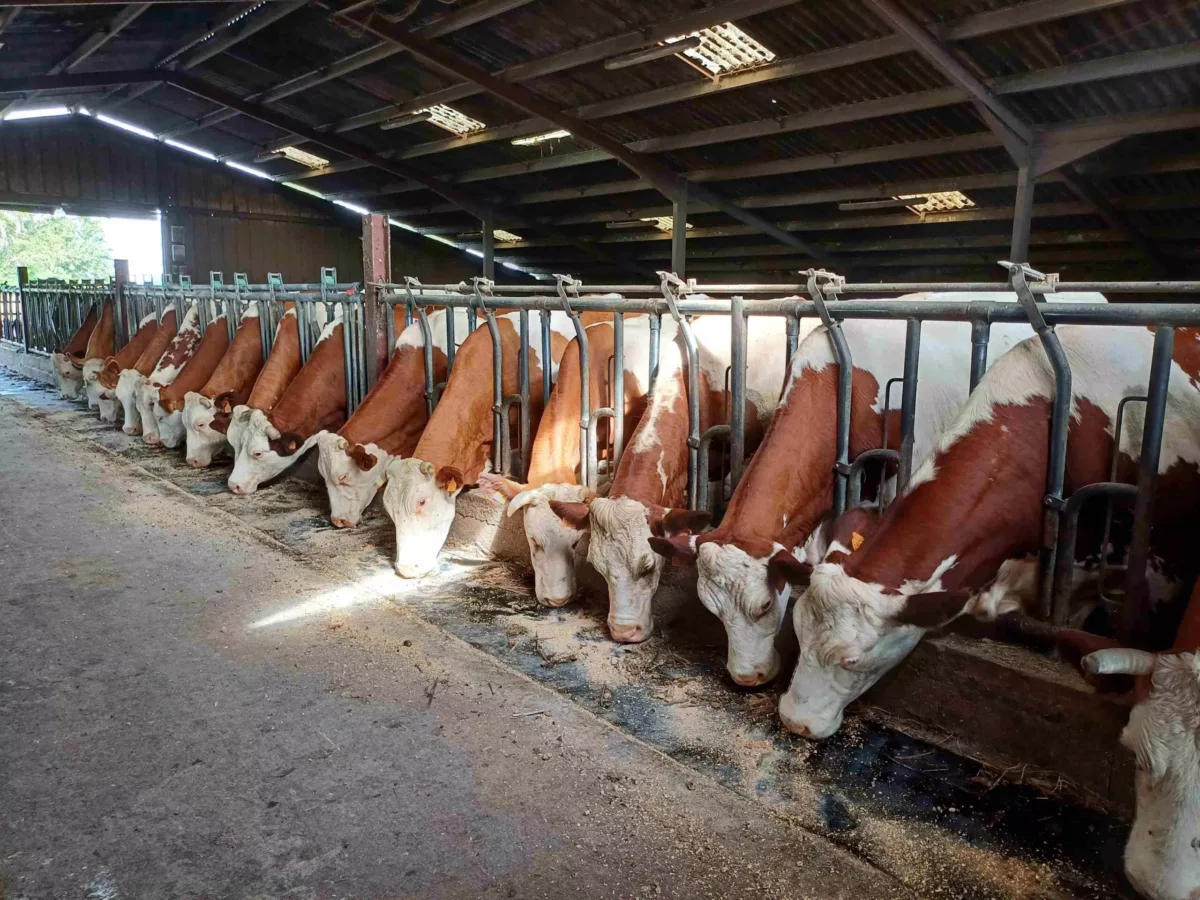 vaches de la ferme berthier dans la stabulation en train de manger