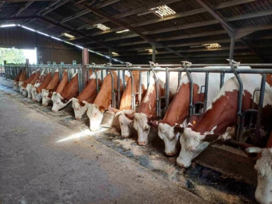 vaches de la ferme berthier dans la stabulation en train de manger
