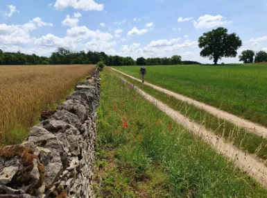randonnée, chemin et mur druy parigny avec fleurs rouges