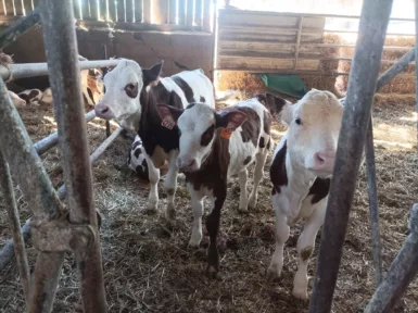 Deux vaches montbéliardes en premier plan dans la ferme Berthier à Avril-sur-Loire