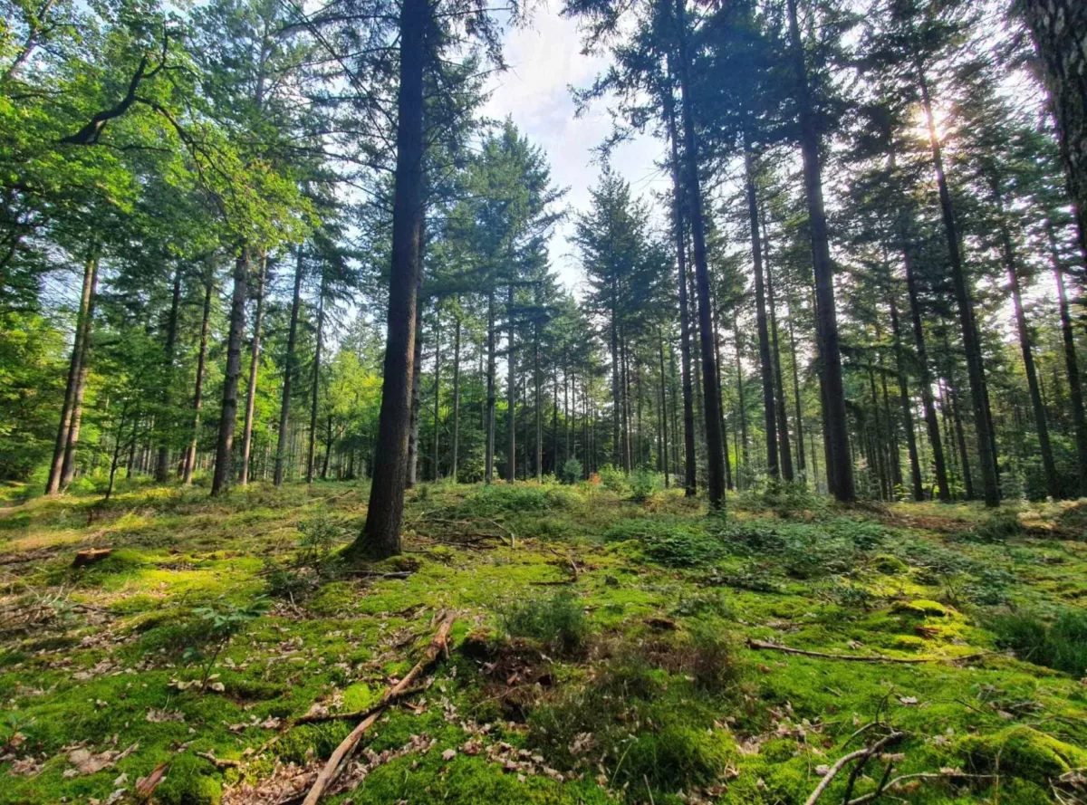 Randonnée dans les bois de La Fermeté