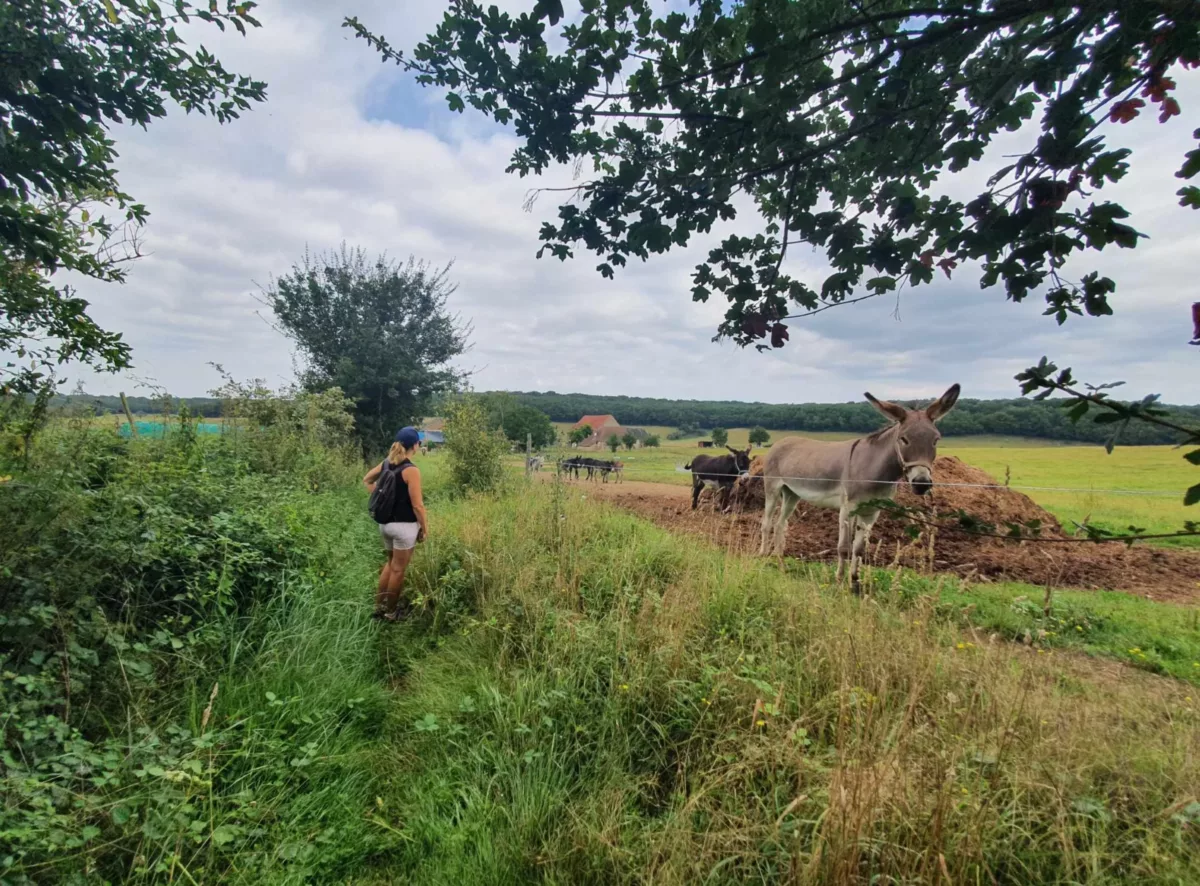 Personne qui regarde un ane dans un pré à La Fermeté