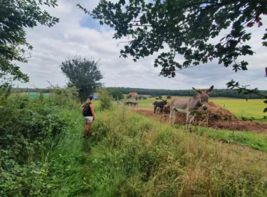 Personne qui regarde un ane dans un pré à La Fermeté