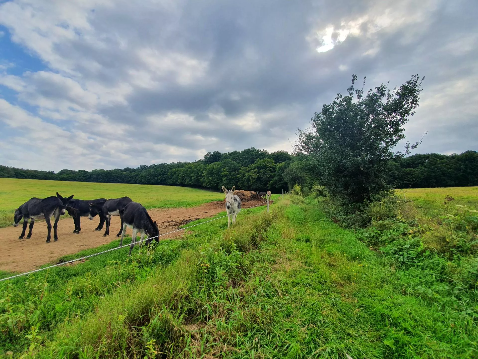 Ane noirs et gris dans un pré à La Fermeté